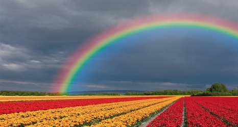 foto van regenboog op tulpenveld